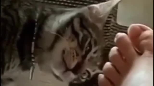 CAT fun, #funny CAT, #CAT attacked in man