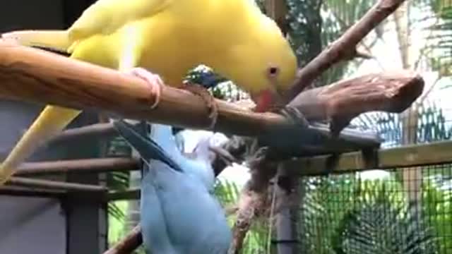 Natural Beautiful Bird |Whatasap status | #shorts
