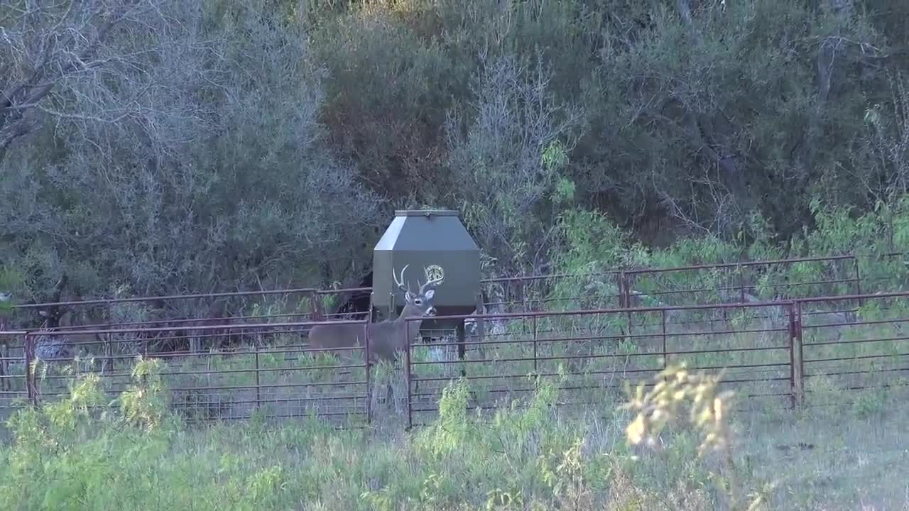 Another Whitetail Hunt Lost to Hogs