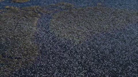 50 lakh birds