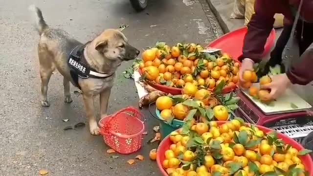Amazing dog.....
