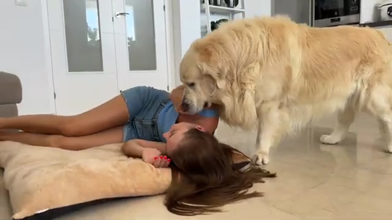 My Golden Retriever Shocked by a Human Mom Occupying his Bed