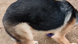 Dog mad her ball is stuck in her other ball