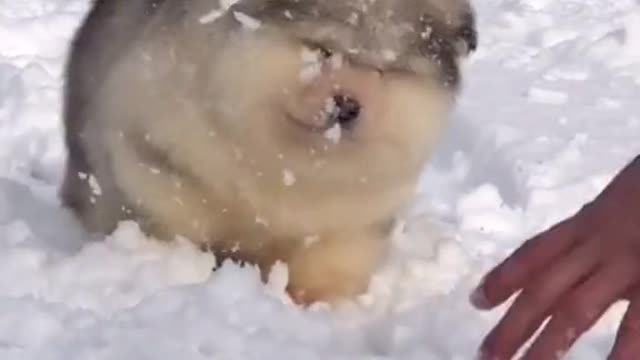 Cute Fluffy Dog! Do You Want to Build a Snowman?