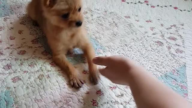 The dog receives the ball 2