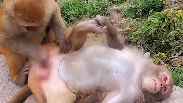 Lovely and Funny Monkey 💚 - Videos Compilation |Life Anything|