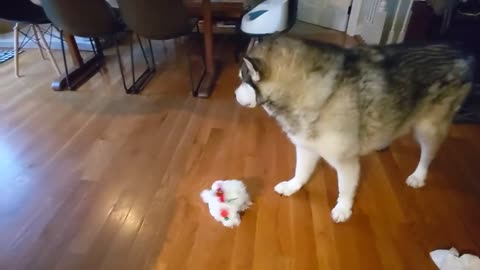 Alaskan definitely not a fan of musical holiday toy