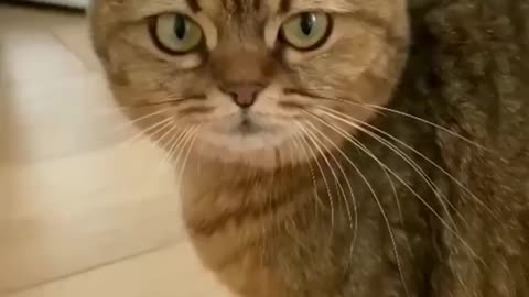 Funny video animals and people in house