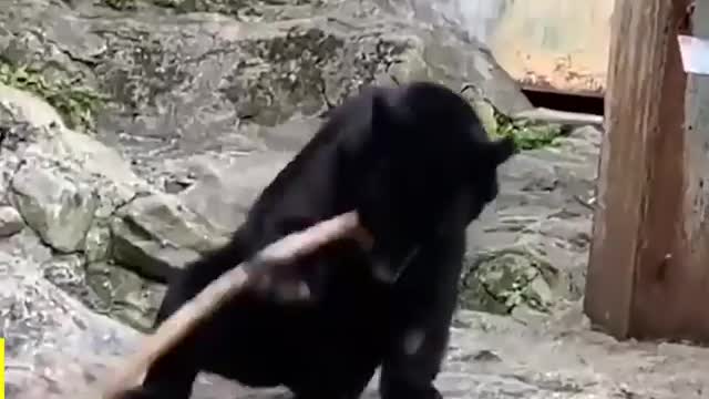 Bears Are BIG BABIES