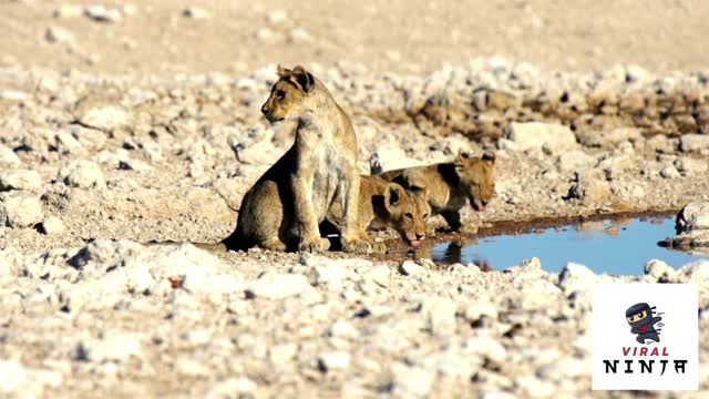 Cute lion cubs drinking water in a pond in Africa