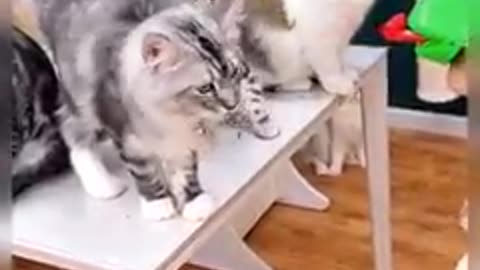 Funniest cats 🤣
