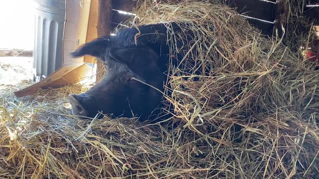 Macon Bacon in the hay fort