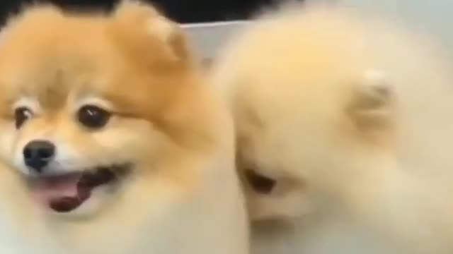 FUNNY DOGS 🐶 That Will Absolutely Brighten Up Your Day 😍CUTEST SUPER ANIMALS |TRY NOT TO LAUGH