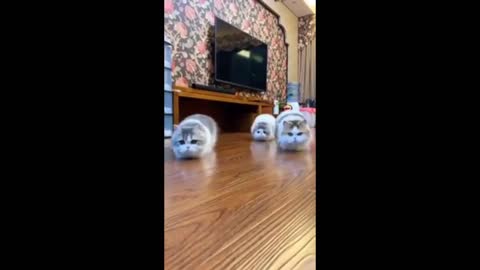 cute cats dancing tiktok compilation