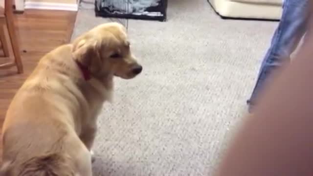 Golden retriever imitating ambulance sirene