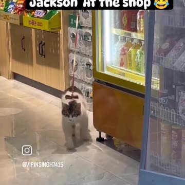 Cute cat😍😍😍