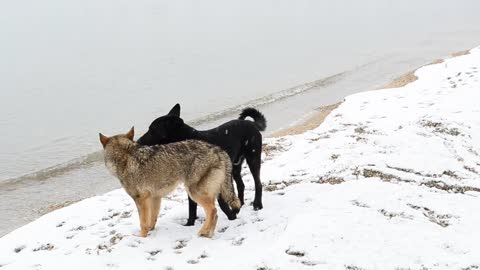 Dogs exploring the snow