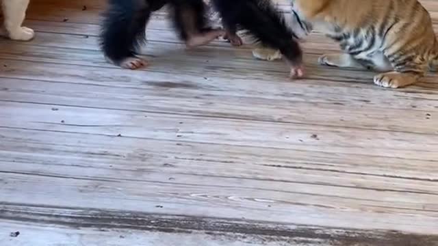 tiger and monkey animals