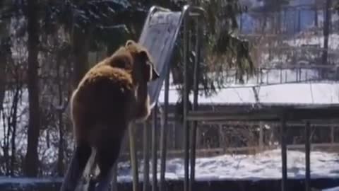 Bear on the slide