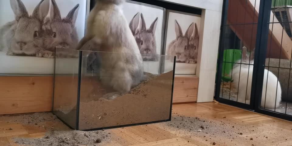 Archaeologist rabbit