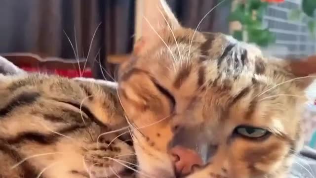 Cats have Special ways to say "I LOVE YOU" - Cute moment cat express
