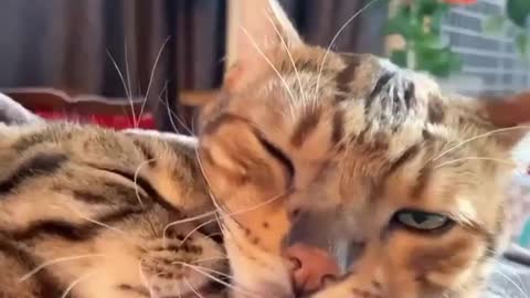 Cats have Special ways to say "I LOVE YOU" - Cute moment cat express