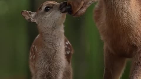 Baby deer with its mother