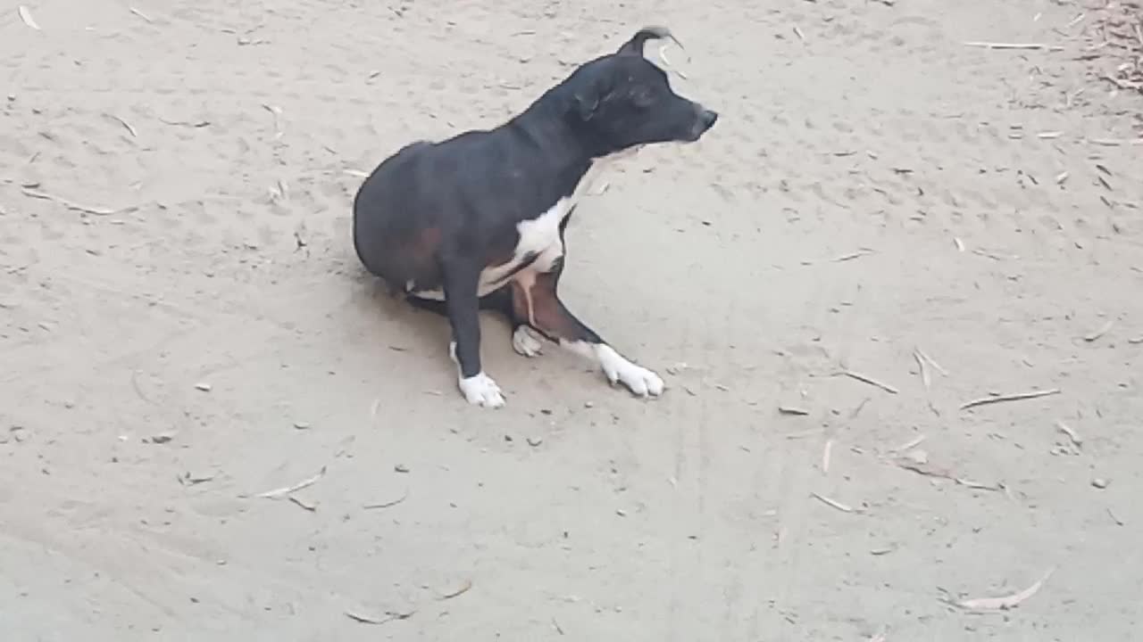 cutiest Puppy Scratching her Body in Different Way