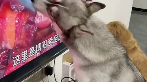 Dog tries to eat eat from a TV screen