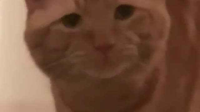 Funny cat video 1 #cat #cats #funnycat #funnyvideo
