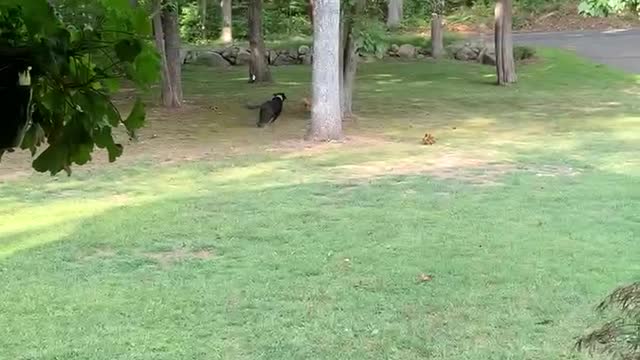 Hank 🐕‍🦺 and Georgia 🦮