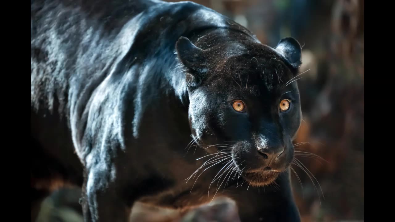 Lord Winter - Panther