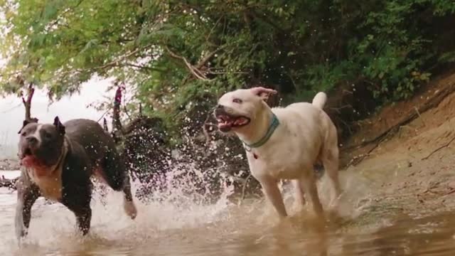 Two dogs getting wet by running in the river side new video