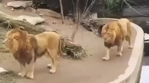 Funny lion videos Today