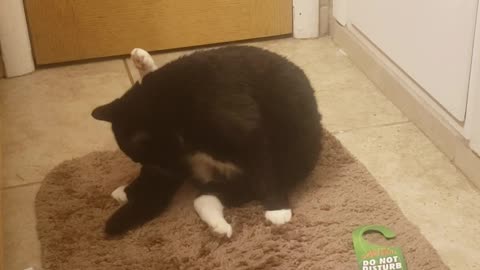 Fat cat farts