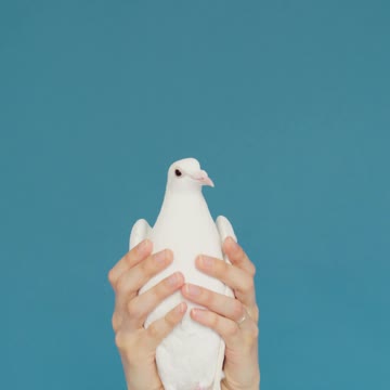 COPYRIGHT-FREE VIDEO: Dove of Peace