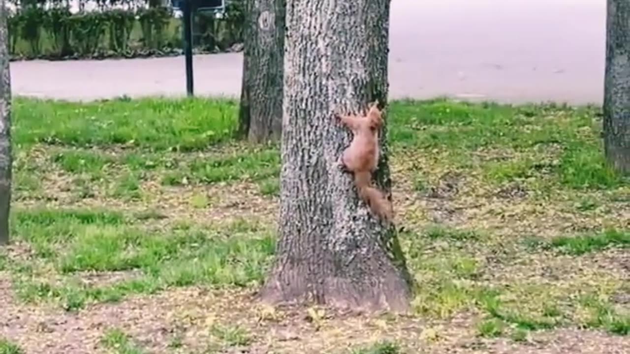 🐦🐿birds chase squirrels on trees #shorts # funny video 🐦🐿