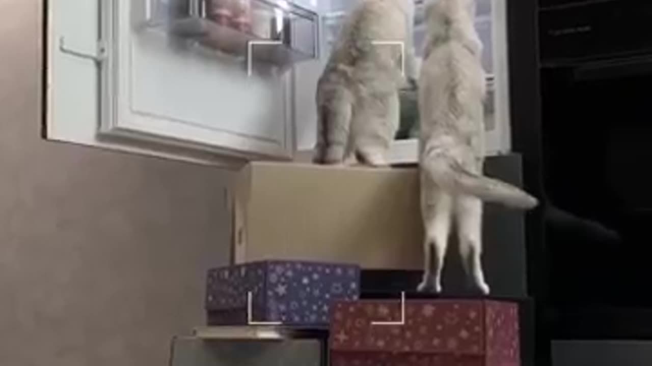 Will cats be able to make friends a robot 🐱videos #cat # cats funny