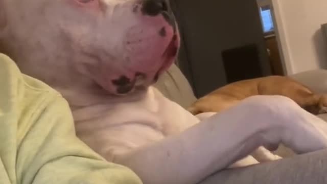 Dog think he is human