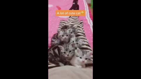 FUNNY CATS 😸 BATTLE CATS THE BEST MOMENTS 🤣 TRY NOT TO LAUGH