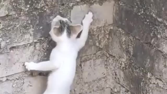 kitten climbing on wall