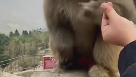 Monkey funny comedy clip eating a seed