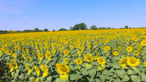 Flying over the field of sunflowers in the morning!