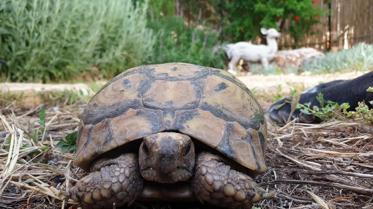 Close up of turtle head poking out