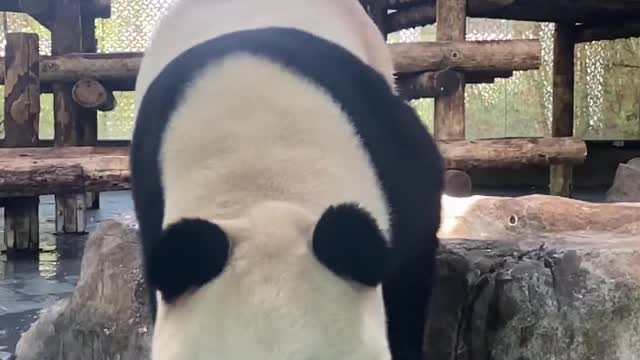 The giant panda