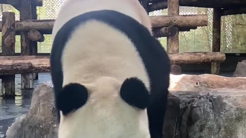 The giant panda