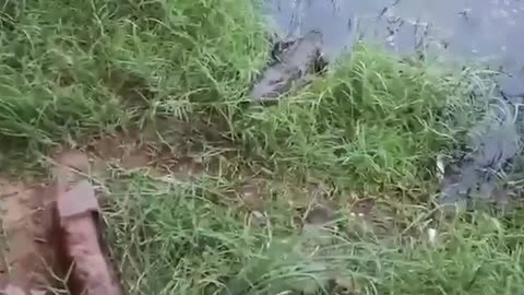 Crocodile caught a chicken😣😣😣😣