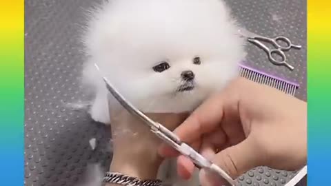 Cute and funny animals video (2022)#short video