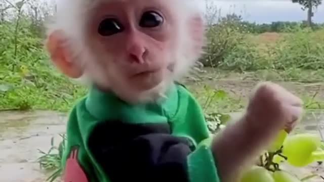 Monkey eat grapes