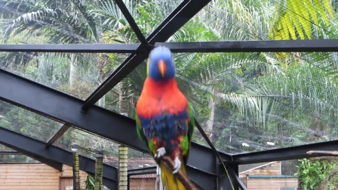 Perroquet teuffour zoo